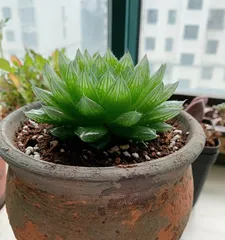 How to Grow Snow Lotus Succulent (Simple and Practical Care Guide) 2