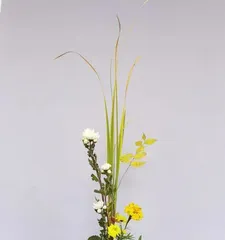 Chrysanthemum Indoor Care Guide (Secrets to Enjoying Beautiful Flowers at Home) 3