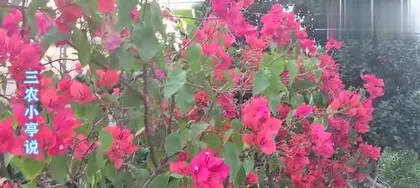Why do bougainvillea flowers fall off? The dual impact of improper care and external factors"3