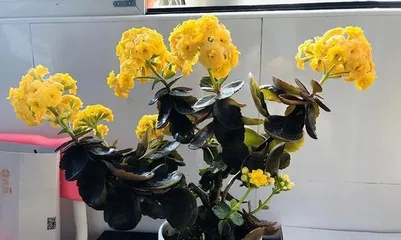 Care and Pruning of Mature Kalanchoe (Tips to Make Your Mature Kalanchoe Look Brand New) 1