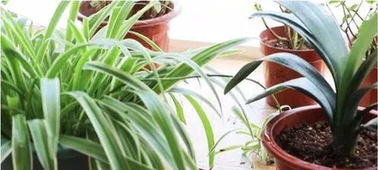 How to Care for Spider Plants: Creating Lush Greenery at Home