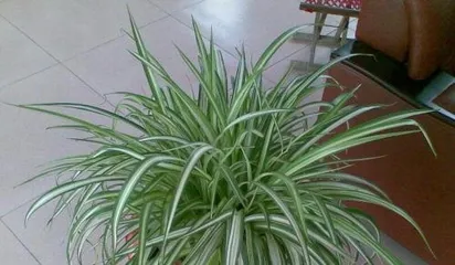 How to Care for Spider Plants: Creating Lush Greenery at Home