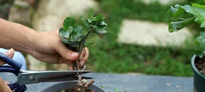 Care and Pruning of Mature Kalanchoe (Tips to Make Your Mature Kalanchoe Look Brand New) 3