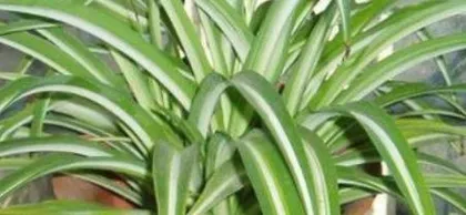 How to Care for Spider Plants: Creating Lush Greenery at Home