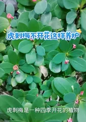 Secrets of Indoor Care for Crown of Thorns (Master these tips to easily grow a healthy and beautiful Crown of Thorns!) 1