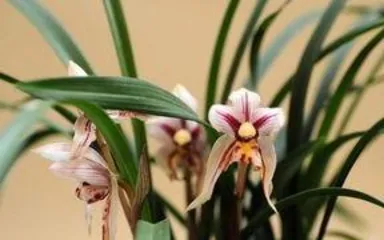How to Grow Orchids, From Soil to Light, Mastering Orchid Care Secrets 1
