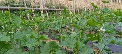 How to Grow Orchids, From Soil to Light, Mastering Orchid Care Secrets 2