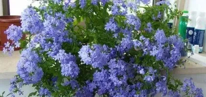 Secrets of Indoor Care for Crown of Thorns (Master these tips to easily grow a healthy and beautiful Crown of Thorns!) 2