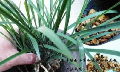 How to Grow Orchids, From Soil to Light, Mastering Orchid Care Secrets 3