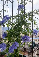 How to Care for Plumbago auriculata (Does it need to be watered daily?) 2