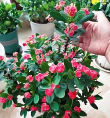 Secrets of Indoor Care for Crown of Thorns (Master these tips to easily grow a healthy and beautiful Crown of Thorns!) 3