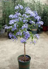 How to Care for Plumbago auriculata (Does it need to be watered daily?) 3
