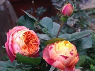 月季不开花什么原因,月季不开花原因解析与养护攻略1