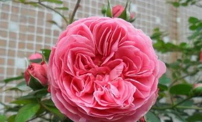 月季不开花什么原因,月季不开花原因解析与养护攻略2