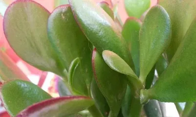 Reasons and Solutions for Jade Plant Leaf Drop (Jade Plant Care Knowledge, No More Leaf Drop!) 1