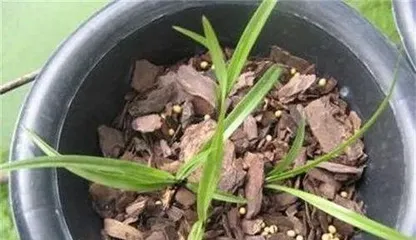 How to Manage Orchid Germination, Care Guide for Orchid Germination Period 1