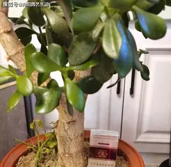 Reasons and Solutions for Jade Plant Leaf Drop (Jade Plant Care Knowledge, No More Leaf Drop!) 2