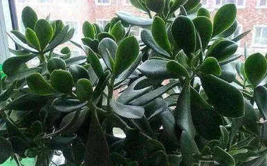 Reasons and Solutions for Jade Plant Leaf Drop (Jade Plant Care Knowledge, No More Leaf Drop!) 3