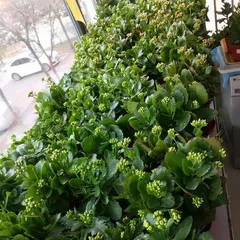 长寿花怎么养才能开花,养护指南全解析3