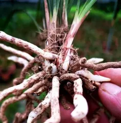 How to Manage Orchid Germination, Care Guide for Orchid Germination Period 2