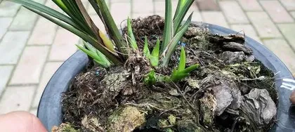 How to Manage Orchid Germination, Care Guide for Orchid Germination Period 3