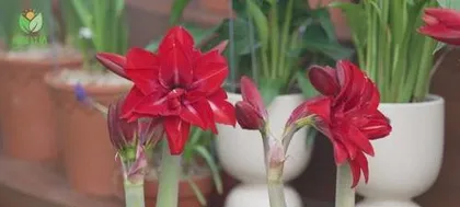 How to care for Hippeastrum flowers, bloom beautifully, sustain vitality