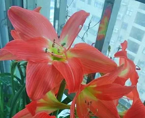 How to care for Hippeastrum flowers, bloom beautifully, sustain vitality