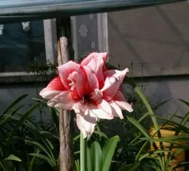 How to care for Hippeastrum flowers, bloom beautifully, sustain vitality
