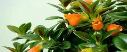 How to make Goldfish Plant bloom, master care tips 1