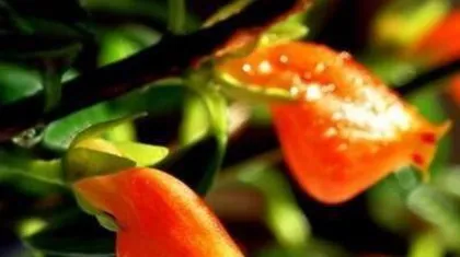 How to make Goldfish Plant bloom, master care tips 2