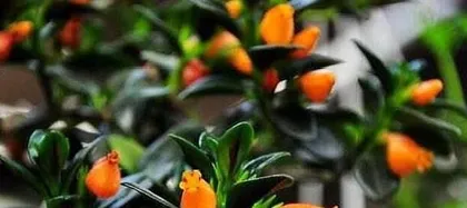How to make Goldfish Plant bloom, master care tips 3