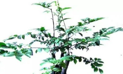 黑骨茶盆景的养护与注意事项(打造健康美丽的黑骨茶盆景)1