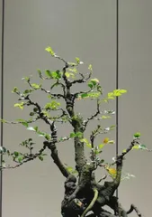 黑骨茶盆景的养护与注意事项(打造健康美丽的黑骨茶盆景)2