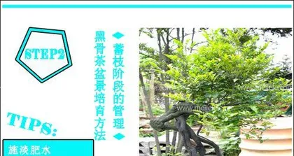 黑骨茶盆景的养护与注意事项(打造健康美丽的黑骨茶盆景)3