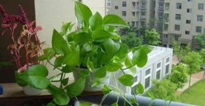 How to Prune a Pothos Pole, Pothos Pole Pruning Techniques and Care Guide 1