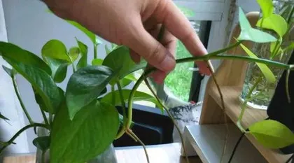 How to Prune a Pothos Pole, Pothos Pole Pruning Techniques and Care Guide 2