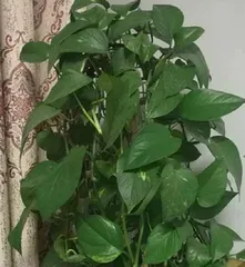 How to Prune a Pothos Pole, Pothos Pole Pruning Techniques and Care Guide 3