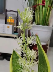 How to Make Sansevieria Flower (Sansevieria Care Tips) 1