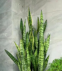 How to Make Sansevieria Flower (Sansevieria Care Tips) 2