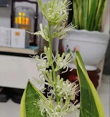 How to Make Sansevieria Flower (Sansevieria Care Tips) 3