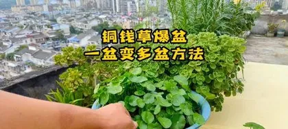 铜钱草怎么分盆,铜钱草分盆技巧与养护指南1