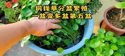铜钱草怎么分盆,铜钱草分盆技巧与养护指南2