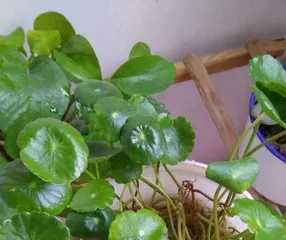 铜钱草怎么分盆,铜钱草分盆技巧与养护指南3