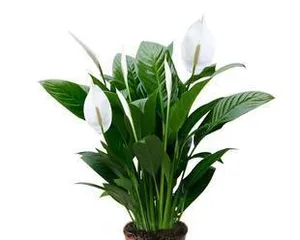 Guide to Water Cultivation of Peace Lily (What are the precautions and techniques for growing Peace Lilies in water) 1