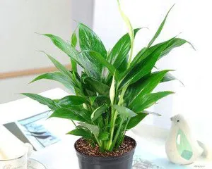 Guide to Water Cultivation of Peace Lily (What are the precautions and techniques for growing Peace Lilies in water) 2