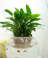 Guide to Water Cultivation of Peace Lily (What are the precautions and techniques for growing Peace Lilies in water) 3