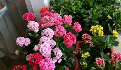 What to do if your Kalanchoe doesn