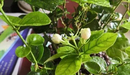 Is jasmine cold-tolerant?,Jasmine