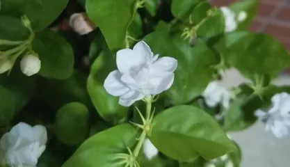 Is jasmine cold-tolerant?,Jasmine