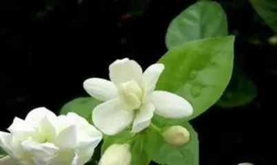 Is jasmine cold-tolerant?,Jasmine